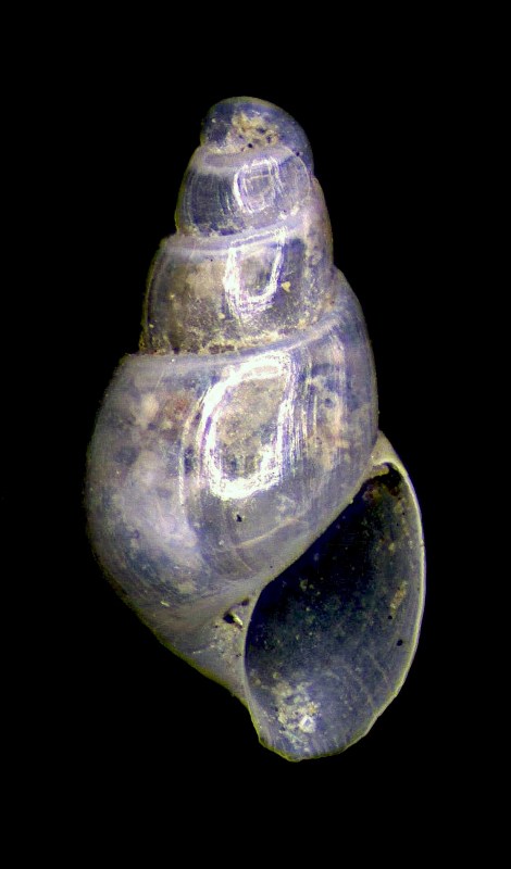 Ondina da determinare